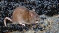 Rattus norvegicus